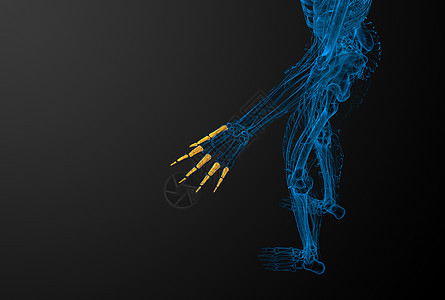 3d 表示人体长颈手的插图手指手臂肌腱手腕风湿病指骨方阵骨骼背景图片