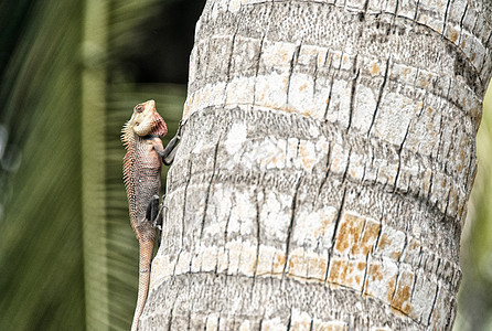 热带岛屿树上的Iguana野生动物捕食者树干闲暇蜥蜴棕色爬虫灰色绿色荒野图片