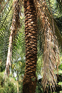 棕榈树树树皮气候植物森林绿色木头摄影叶子树干图片