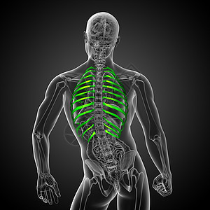 3d为伤寒的医学插图胸椎肩胛骨椎骨胸部肱骨器官软骨锁骨骨骼肋骨背景图片
