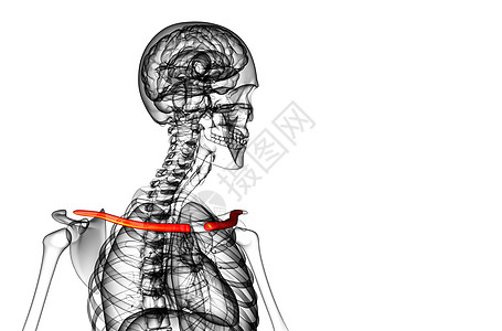 3d为颈骨的医学插图胸部脊柱锁骨肩胛骨骨头肋骨肱骨骨骼肩膀躯干图片