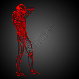 3d为人体解剖的医学插图椎骨器官身体冒号骨头骨骼图片