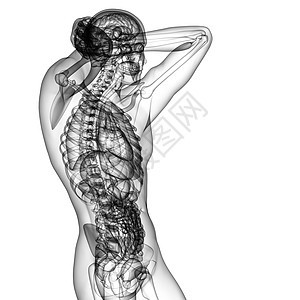 3d为人体解剖的医学插图冒号椎骨骨骼器官骨头身体图片