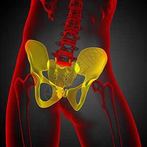 3D 骨盆骨的医学插图医疗密度软骨子宫骨盆股骨关节骨骼图片