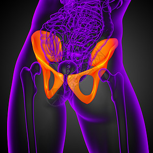 3D 骨盆骨的医学插图骨骼股骨医疗密度关节软骨子宫骨盆图片