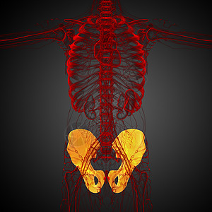 3D 骨盆骨的医学插图医疗关节密度子宫股骨骨骼骨盆软骨图片