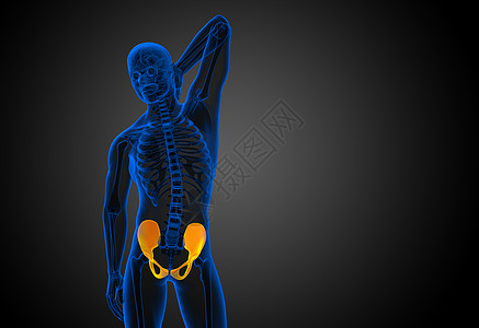 3D 骨盆骨的医学插图密度子宫骨骼软骨关节股骨医疗骨盆图片
