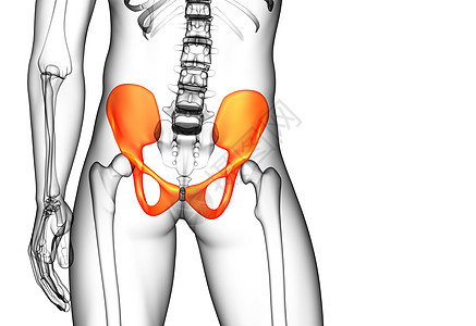 3D 骨盆骨的医学插图子宫关节骨骼股骨骨盆医疗软骨密度图片
