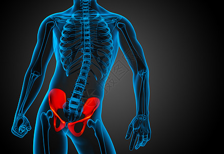 3D 骨盆骨的医学插图医疗股骨骨盆关节密度骨骼子宫软骨图片