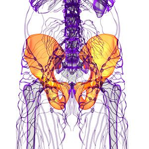 3D 骨盆骨的医学插图股骨软骨骨盆医疗子宫骨骼关节密度图片