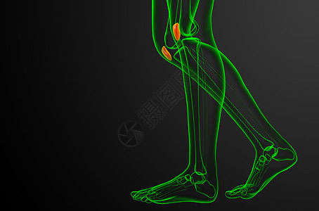 3d 提供胸骨的医学插图疼痛医疗股骨膝盖解剖学外科软骨胫骨腓骨症状图片