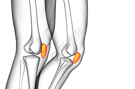 3d 提供胸骨的医学插图软骨手术症状胫骨膝盖医疗腓骨解剖学外科股骨图片