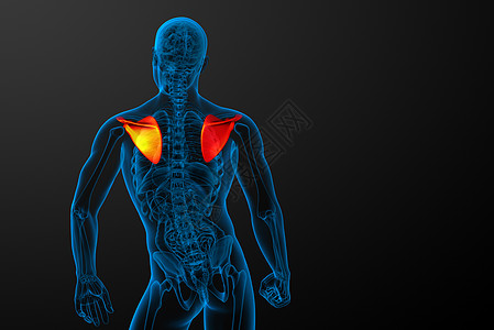 3d 进行医学演示 以说明骨骨骼解剖学肋骨锁骨骨头躯干胸部肩膀疼痛脊柱肱骨图片