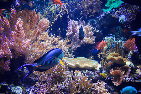 水族馆游泳孩子们野生动物动物蓝色生活水池海洋荒野世界图片