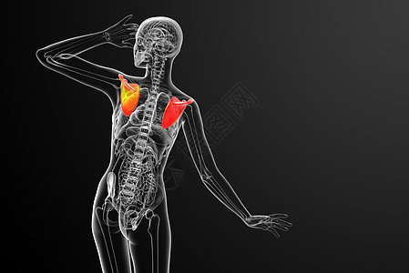 3d 进行医学演示 以说明骨骨骼骨头肩膀躯干疼痛肋骨解剖学肱骨脊柱胸部骨科图片