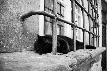 睡猫动物睡眠黑猫黑色窗户休息房子窗台图片