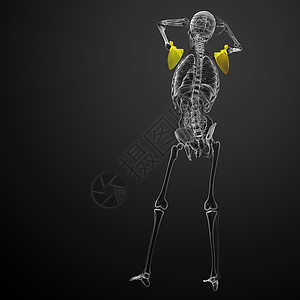 3d 进行医学演示 以说明骨骨骼肱骨锁骨肩膀骨科肋骨解剖学胸部脊柱骨头躯干背景图片