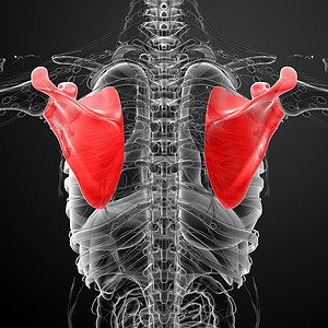 3d 进行医学演示 以说明骨骨骼脊柱解剖学骨头疼痛躯干肱骨胸部肩膀锁骨骨科背景图片