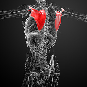 3d 进行医学演示 以说明骨骨骼胸部脊柱骨头疼痛躯干解剖学骨科锁骨肩膀肱骨背景图片