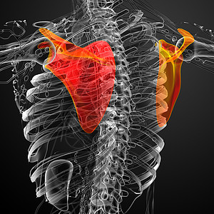 3d 进行医学演示 以说明骨骨骼胸部肱骨骨科疼痛脊柱解剖学锁骨肩膀骨头肋骨背景图片