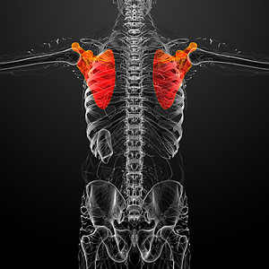 3d 进行医学演示 以说明骨骨骼骨头锁骨肋骨解剖学疼痛肱骨脊柱肩膀胸部躯干背景图片