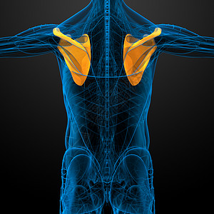 3d 进行医学演示 以说明骨骨骼躯干肱骨胸部疼痛肋骨骨科脊柱骨头锁骨解剖学背景图片