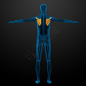 3d 进行医学演示 以说明骨骨骼脊柱解剖学骨头肩膀躯干骨科肱骨肋骨疼痛锁骨背景图片