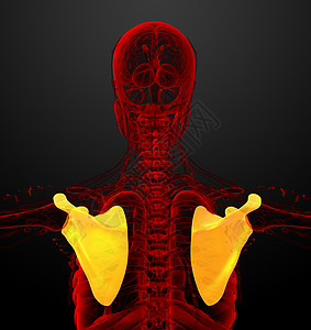 3d 进行医学演示 以说明骨骨骼肱骨躯干骨头疼痛锁骨骨科解剖学胸部肋骨肩膀图片
