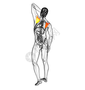 3d 进行医学演示 以说明骨骨骼骨头肱骨肩膀胸部骨科锁骨疼痛躯干肋骨解剖学背景图片