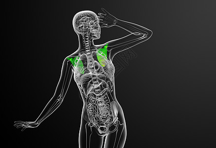 3d 进行医学演示 以说明骨骨骼骨科肋骨骨头肩膀脊柱躯干肱骨解剖学胸部疼痛图片