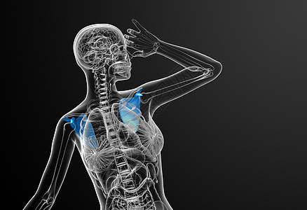 3d 进行医学演示 以说明骨骨骼骨科肩膀肋骨胸部疼痛解剖学脊柱骨头肱骨锁骨图片
