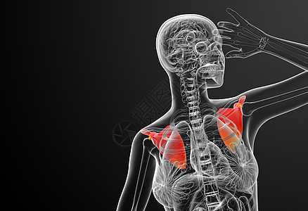 3d 进行医学演示 以说明骨骨骼胸部骨科躯干骨头肱骨解剖学脊柱锁骨疼痛肋骨背景图片