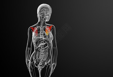 3d 进行医学演示 以说明骨骨骼解剖学骨科肋骨躯干肩膀胸部肱骨脊柱疼痛骨头背景图片