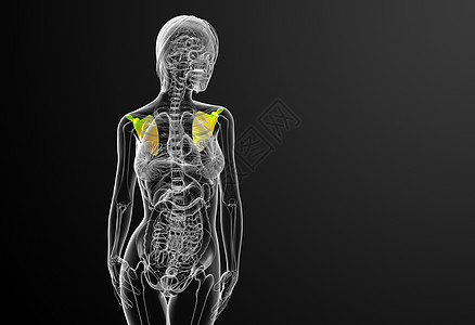 3d 进行医学演示 以说明骨骨骼肩膀解剖学胸部肋骨锁骨脊柱躯干肱骨骨科骨头背景图片