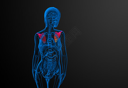 3d 进行医学演示 以说明骨骨骼肩膀脊柱骨头肋骨肱骨骨科胸部锁骨躯干疼痛背景图片