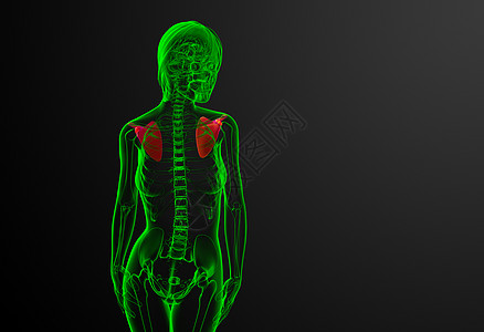 3d 进行医学演示 以说明骨骨骼脊柱胸部骨头躯干肩膀锁骨肋骨疼痛解剖学骨科背景图片