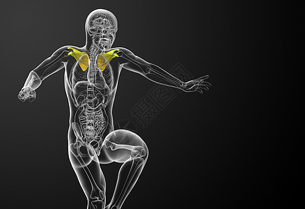 3d 进行医学演示 以说明骨骨骼骨科骨头锁骨解剖学躯干脊柱疼痛胸部肋骨肩膀背景图片
