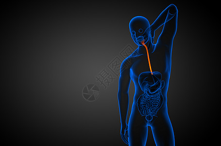 3d 显示食道的插图食管胆囊膀胱医疗舌头附录冒号背景图片