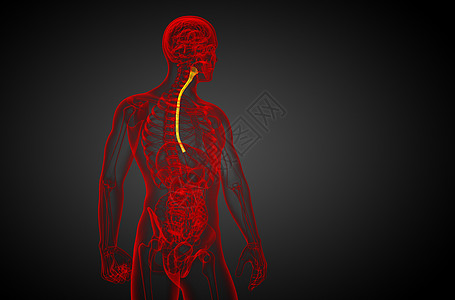 3d 显示食道的插图舌头附录食管冒号胆囊膀胱医疗背景图片