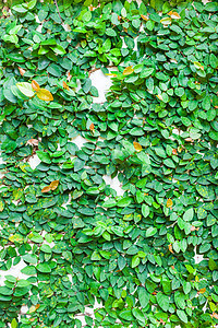 壁纹理背景上的绿树叶植物群地面绿叶生态杂草花园植物树篱叶子环境图片