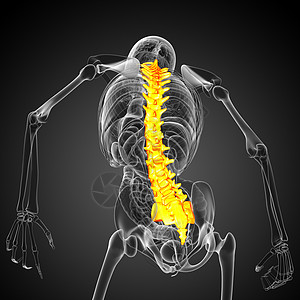 3d为人体脊椎的医学插图生物学颈椎病腰椎胸椎骨头椎骨骶骨解剖学医疗骨骼图片