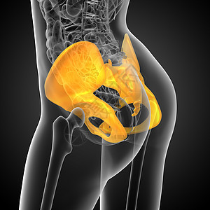 3D 3D 臀骨医学插图解剖学骨盆关节骨骼软骨医疗子宫股骨密度图片