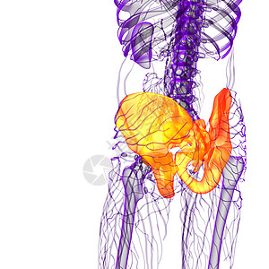 3D 3D 臀骨医学插图软骨骨骼医疗解剖学骨盆子宫密度关节股骨图片