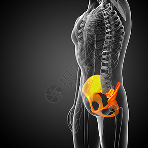3D 3D 臀骨医学插图股骨子宫骨骼骨盆医疗关节解剖学软骨密度图片