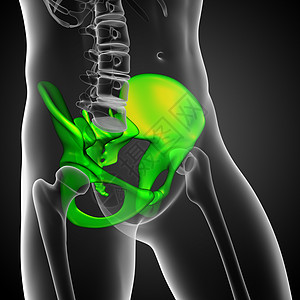 3D 3D 臀骨医学插图股骨骨盆子宫密度骨骼关节软骨解剖学医疗图片