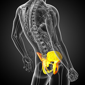 3D 3D 臀骨医学插图软骨骨盆密度子宫股骨骨骼解剖学医疗关节图片