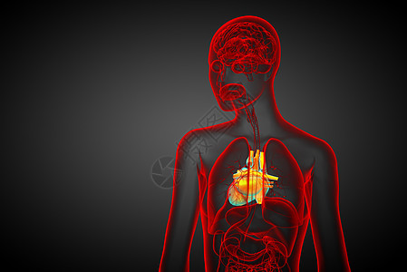 3d为人类心脏的医学插图外科心脏病学解剖学手术医疗病人背景图片