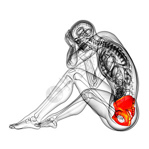 3D 3D 臀骨医学插图解剖学关节骨盆股骨密度软骨骨骼子宫医疗图片