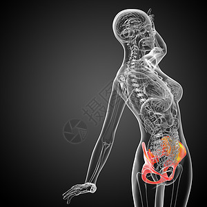 3D 3D 臀骨医学插图医疗子宫骨盆密度骨骼股骨解剖学关节软骨图片
