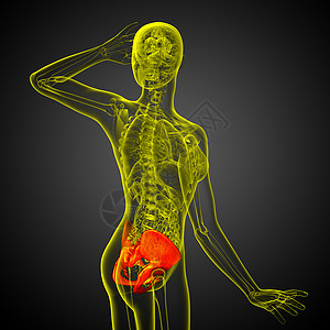3D 3D 臀骨医学插图股骨密度子宫解剖学医疗骨骼骨盆软骨关节图片